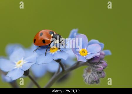 Coccinelle septempunctata (coccinella septempunctata), insecte adulte sur une fleur oubliée, Suffolk, Angleterre, Royaume-Uni Banque D'Images