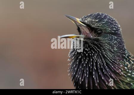 Chant d'oiseau adulte de l'étourneau européen (Sturnus vulgaris), Angleterre, Royaume-Uni Banque D'Images