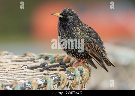 Étourneaux européens (Sturnus vulgaris) oiseau adulte chantant sur un homard dans un port balnéaire, Angleterre, Royaume-Uni Banque D'Images