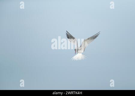 Sterne commune (Sterna hirundo) oiseau adulte planant en vol, Suffolk, Angleterre, Royaume-Uni Banque D'Images