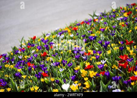 LISSE - Un lit de fleurs à de Keukenhof. Le parc fleuri est presque prêt à recevoir des visiteurs à nouveau dans la nouvelle saison. ANP JEROEN JUMELET pays-bas OUT - belgique OUT Banque D'Images