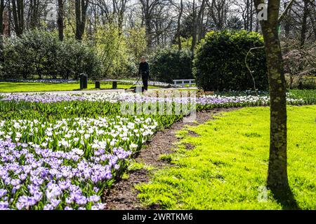 LISSE - Un lit de fleurs à de Keukenhof. Le parc fleuri est presque prêt à recevoir des visiteurs à nouveau dans la nouvelle saison. ANP JEROEN JUMELET pays-bas OUT - belgique OUT Banque D'Images