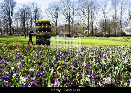 LISSE - Un lit de fleurs à de Keukenhof. Le parc fleuri est presque prêt à recevoir des visiteurs à nouveau dans la nouvelle saison. ANP JEROEN JUMELET pays-bas OUT - belgique OUT Banque D'Images