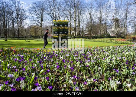 LISSE - Un lit de fleurs à de Keukenhof. Le parc fleuri est presque prêt à recevoir des visiteurs à nouveau dans la nouvelle saison. ANP JEROEN JUMELET pays-bas OUT - belgique OUT Banque D'Images