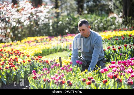 LISSE - Un lit de fleurs à de Keukenhof. Le parc fleuri est presque prêt à recevoir des visiteurs à nouveau dans la nouvelle saison. ANP JEROEN JUMELET pays-bas OUT - belgique OUT Banque D'Images