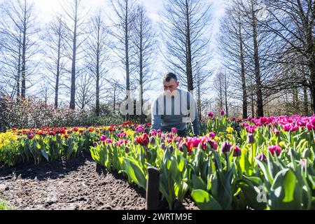 LISSE - Un lit de fleurs à de Keukenhof. Le parc fleuri est presque prêt à recevoir des visiteurs à nouveau dans la nouvelle saison. ANP JEROEN JUMELET pays-bas OUT - belgique OUT Banque D'Images