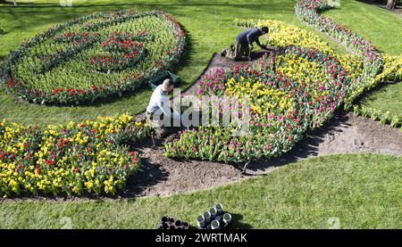 LISSE - Un lit de fleurs à de Keukenhof. Le parc fleuri est presque prêt à recevoir des visiteurs à nouveau dans la nouvelle saison. ANP JEROEN JUMELET pays-bas OUT - belgique OUT Banque D'Images