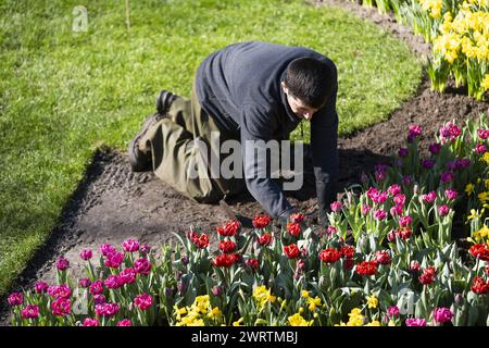 LISSE - Un lit de fleurs à de Keukenhof. Le parc fleuri est presque prêt à recevoir des visiteurs à nouveau dans la nouvelle saison. ANP JEROEN JUMELET pays-bas OUT - belgique OUT Banque D'Images