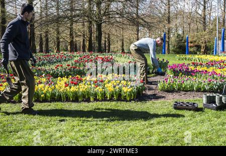 LISSE - Un lit de fleurs à de Keukenhof. Le parc fleuri est presque prêt à recevoir des visiteurs à nouveau dans la nouvelle saison. ANP JEROEN JUMELET pays-bas OUT - belgique OUT Banque D'Images