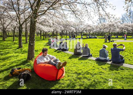 AMSTELVEEN - les visiteurs pendant la floraison des cerisiers japonais sont dans le Bloesempark dans le Bos Amsterdamse. Les fleurs attirent beaucoup l'attention de la maison et de l'étranger pendant les mois de floraison de mars et avril. ANP DINGENA mol pays-bas OUT - belgique OUT Banque D'Images