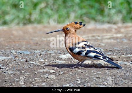 Hoopoe africain (Upupa epops africana) du lac Nakuru, Kenya. Banque D'Images