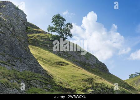 Arbre solitaire situé dans le Derbyshire Peak District près de Castleton Banque D'Images