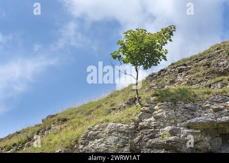 Arbre solitaire situé dans le Derbyshire Peak District près de Castleton Banque D'Images