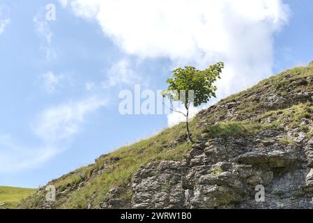 Arbre solitaire situé dans le Derbyshire Peak District près de Castleton Banque D'Images