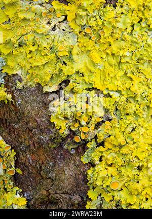 Lichen maritime Sunburst, (Xanthoria parietina), également connu sous le nom de lichen orange ou écaille jaune, couvrant une branche dans le Lancashire, Royaume-Uni Banque D'Images