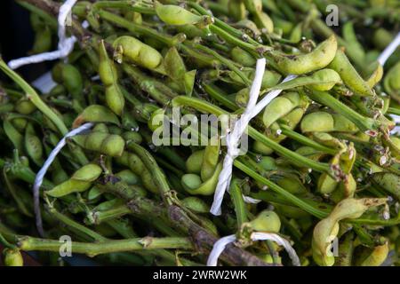 Edamame est le nom japonais pour les gousses de soja non mûres. Cela peut être trouvé en Asie de l'est, comme le Japon, Taiwan, la Corée ou la Chine. Banque D'Images