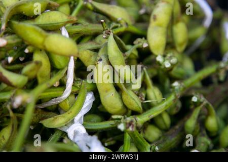 Edamame est le nom japonais pour les gousses de soja non mûres. Cela peut être trouvé en Asie de l'est, comme le Japon, Taiwan, la Corée ou la Chine. Banque D'Images