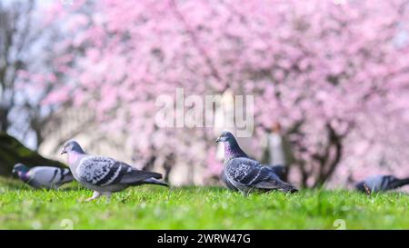 Hanovre, Allemagne. 14 mars 2024. Les pigeons s'attardent dans un pré sous des cerisiers en fleurs. Crédit : Julian Stratenschulte/dpa/Alamy Live News Banque D'Images