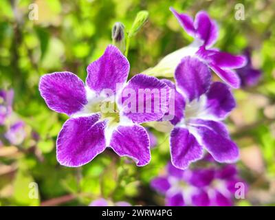 Fleurs de jardin violettes vibrantes en fleurs à l'extérieur Banque D'Images