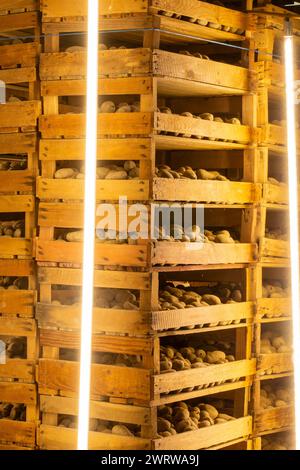 Pommes de terre de primeur pré-germées stockées dans des boîtes (pommes de terre de semence) Banque D'Images