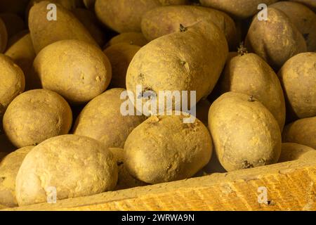 Pommes de terre de primeur pré-germées stockées dans des boîtes (pommes de terre de semence) Banque D'Images