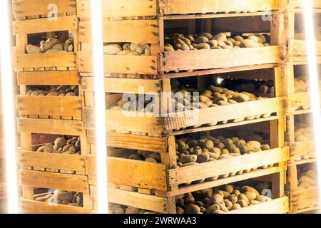 Pommes de terre de primeur pré-germées stockées dans des boîtes (pommes de terre de semence) Banque D'Images