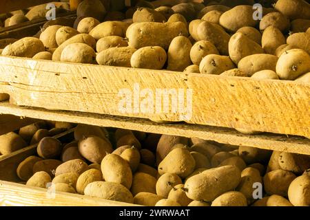 Pommes de terre de primeur pré-germées stockées dans des boîtes (pommes de terre de semence) Banque D'Images