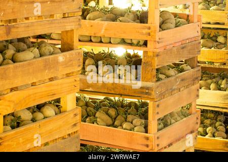 Pommes de terre de primeur pré-germées stockées dans des boîtes (pommes de terre de semence) Banque D'Images