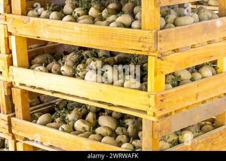 Pommes de terre de primeur pré-germées stockées dans des boîtes (pommes de terre de semence) Banque D'Images