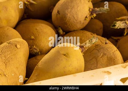 14. März 2023 : In Kisten gelagerte vorgekeimte Frühkartoffeln Pflanzkartoffeln BEI einem Landwirt im Rhein-Pfalz-Kreis. Die Kartoffeln werden demnächst auf den Feldern gepflanzt *** 14 mars 2023 pommes de terre de primeur pré-germées stockées dans des boîtes semence pommes de terre chez un agriculteur du district de Rhein Pfalz les pommes de terre seront bientôt plantées dans les champs Copyright : xx Banque D'Images