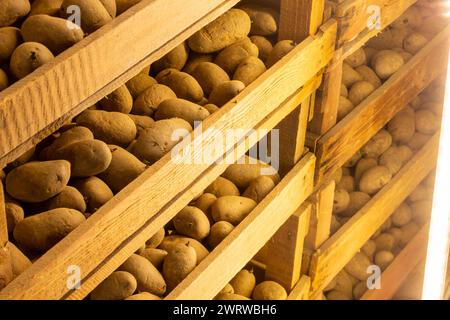 14. März 2023 : In Kisten gelagerte vorgekeimte Frühkartoffeln Pflanzkartoffeln BEI einem Landwirt im Rhein-Pfalz-Kreis. Die Kartoffeln werden demnächst auf den Feldern gepflanzt *** 14 mars 2023 pommes de terre de primeur pré-germées stockées dans des boîtes semence pommes de terre chez un agriculteur du district de Rhein Pfalz les pommes de terre seront bientôt plantées dans les champs Copyright : xx Banque D'Images