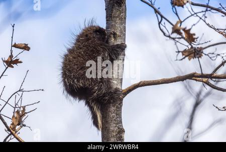 Porcupine un après-midi de mars dans le nord du Wisconsin. Banque D'Images