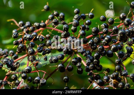 Grappe de sureau noir Sambucus. Buisson de sureau avec des baies. Banque D'Images