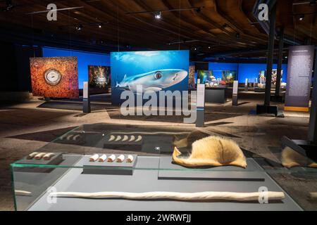 Ausstellung plante Ozean im Gasometer in Oberhausen, die Weltmeere in ihrer fragilen Schönheit stehen im Mittelpunkt der neuen Ausstellung, großformatige Fotos, Exponate bis hin zum Walfisch Skelett und eine immersive Video und Sound Großinstallation, Die Welle, auf einer 40 Meter hohen und insgesamt über 1000 Quadratmeter großen Leinwand ist zu sehen, Oberhausen, Deutschland Gasometer Planet Ozean *** exposition planète Océan dans le Gasometer à Oberhausen, les mondes océans dans toute leur beauté fragile sont au centre de la nouvelle exposition, photos grand format, expositions incluant un skeleto de baleine Banque D'Images