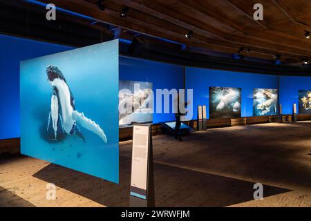 Ausstellung plante Ozean im Gasometer in Oberhausen, die Weltmeere in ihrer fragilen Schönheit stehen im Mittelpunkt der neuen Ausstellung, großformatige Fotos, Exponate bis hin zum Walfisch Skelett und eine immersive Video und Sound Großinstallation, Die Welle, auf einer 40 Meter hohen und insgesamt über 1000 Quadratmeter großen Leinwand ist zu sehen, Oberhausen, Deutschland Gasometer Planet Ozean *** exposition planète Océan dans le Gasometer à Oberhausen, les mondes océans dans toute leur beauté fragile sont au centre de la nouvelle exposition, photos grand format, expositions incluant un skeleto de baleine Banque D'Images