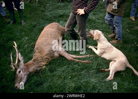 Quantock Hills, Somerset, Angleterre vers février 1997. Les Quantock Staghounds chassent les Quantock Hills et Exmoor dans le Devon. La carrière a été désembrouillée et les entrailles seront nourries aux chiens. ANNÉES 1990 ROYAUME-UNI HOMER SYKES Banque D'Images