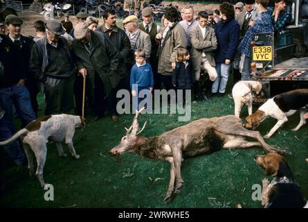 Quantock Hills, Somerset, Angleterre vers février 1997. Les Quantock Staghounds chassent les Quantock Hills et Exmoor dans le Devon. Le cerf abattu a été déchargé dans une ferme locale où il est désembrouillé les entrailles seront nourries aux chiens. Les adeptes de la chasse aux pieds et les chasseurs regardent les débats. ANNÉES 1990 ROYAUME-UNI HOMER SYKES Banque D'Images