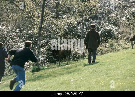 Quantock Staghounds 1990s Royaume-Uni. Quantock Hills Somerset. Le cerf est amené à la baie par des chiens, puis abattu, abattu par un tireur. Les suiveurs de 1997 pieds courent pour rattraper le cerf. et « tenez » avec les bras tendus le cerf de cerf à distance. HOMER SYKES Banque D'Images