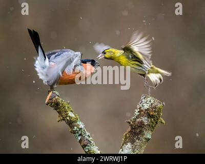 Aberystwyth, Ceredigion, pays de Galles, Royaume-Uni. 14 mars 2024. Un taureau mâle avec sa poitrine rouge vif et un siskin mâle ferraille sur les droits d'alimentation pour quelques graines de Niger voisines alors que le temps pluvieux revient au centre du pays de Galles. Crédit : Phil Jones/Alamy Live News Banque D'Images