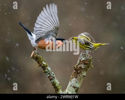 Aberystwyth, Ceredigion, pays de Galles, Royaume-Uni. 14 mars 2024. Un taureau mâle avec sa poitrine rouge vif et un siskin mâle ferraille sur les droits d'alimentation pour quelques graines de Niger voisines alors que le temps pluvieux revient au centre du pays de Galles. Crédit : Phil Jones/Alamy Live News Banque D'Images