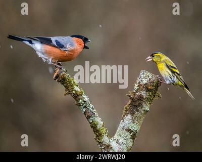 Aberystwyth, Ceredigion, pays de Galles, Royaume-Uni. 14 mars 2024. Un taureau mâle avec sa poitrine rouge vif et un siskin mâle ferraille sur les droits d'alimentation pour quelques graines de Niger voisines alors que le temps pluvieux revient au centre du pays de Galles. Crédit : Phil Jones/Alamy Live News Banque D'Images