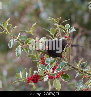 Un Blackbird mâle (Turdus Merula) perché sur une branche dans un Holly Tree (Ilex aquifolium) mangeant des baies en hiver Banque D'Images