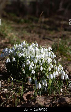 Gouttes de neige (Galanthus Nivalis) poussant dans une forêt écossaise au soleil d'hiver Banque D'Images