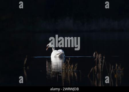 Un cygne muet (Cygnus olor) à la recherche de nourriture sur le Loch of Skene dans l'Aberdeenshire, baigné de soleil sur fond sombre Banque D'Images