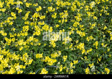 Oxalis pes-caprae (oseille des bois d'Afrique ou graminée) montrant des fleurs en fleurs, Nazaré, région d'Oeste, Portugal Banque D'Images