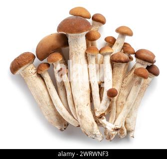 Groupe de champignons de miel isolé sur fond blanc. Banque D'Images