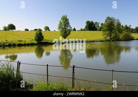 Bernaches du Canada sur un étang à Bowood Park, Wiltshire. Banque D'Images