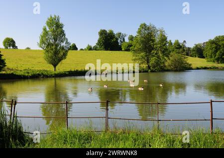 Bernaches du Canada sur un étang à Bowood Park, Wiltshire. Banque D'Images