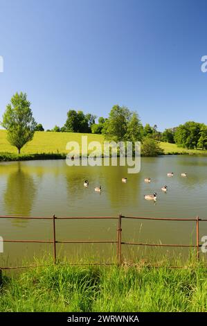 Bernaches du Canada sur un étang à Bowood Park, Wiltshire. Banque D'Images