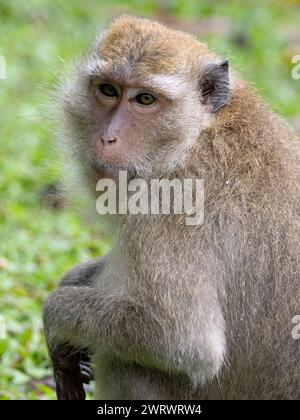 Macaque à longue queue ou macaque mangeur de crabe (Macaca fascicularis) Phang-nga, NR Khao Lak, Thaïlande Banque D'Images